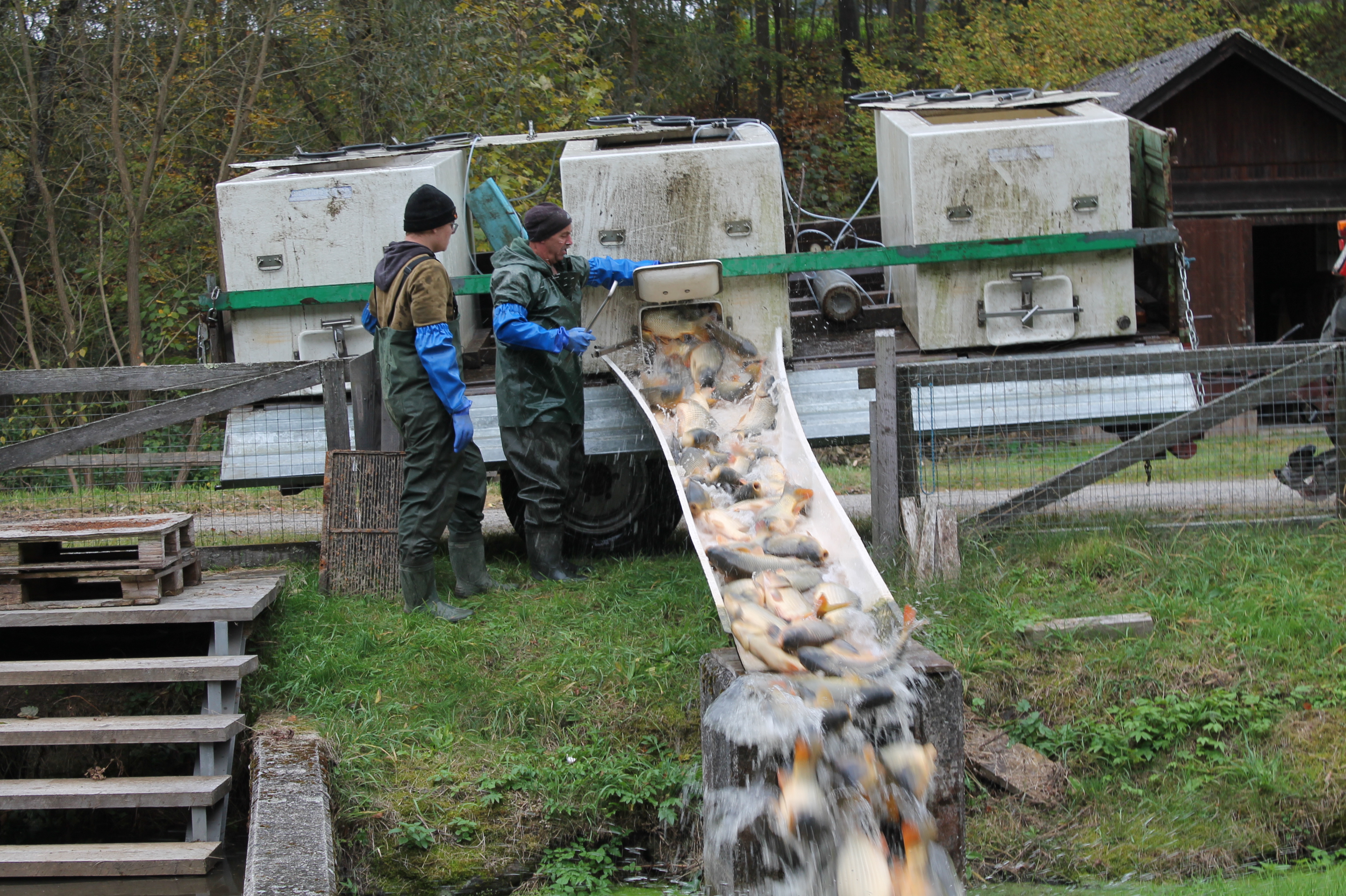Abfischen 5